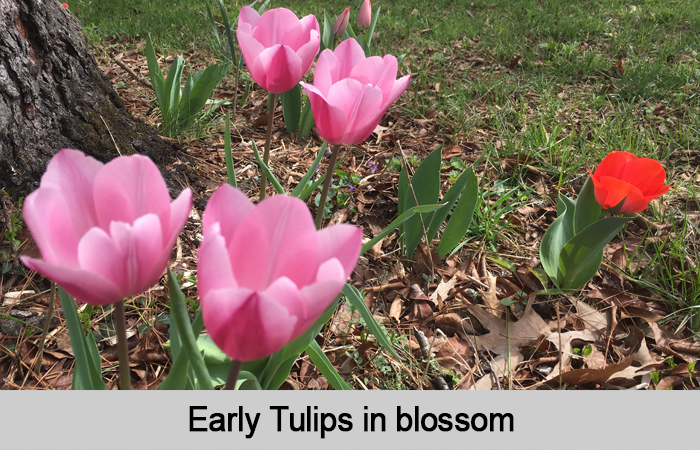 Early tulips in blossom.