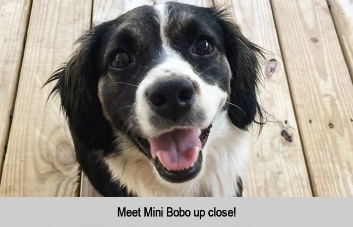 Meet Mini Bobo up close
