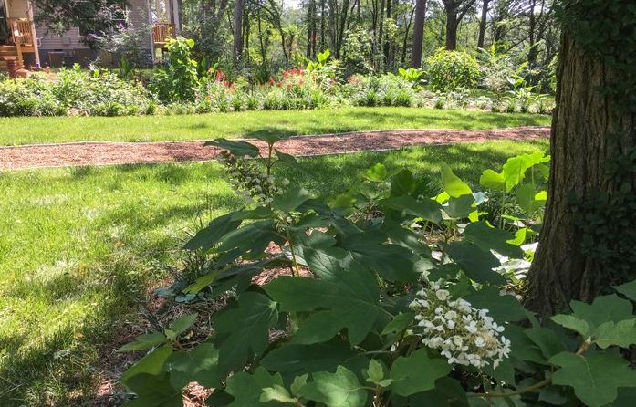 Oak leaf hydrangeas in the event space at St Francis Cottage