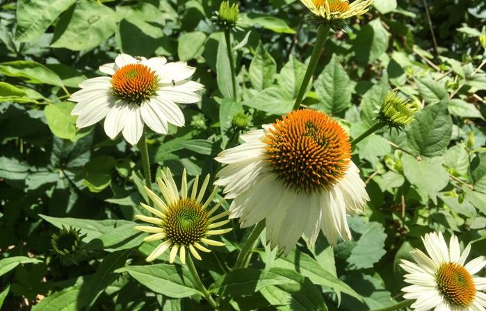 White cone flowers at St Francis Cottage