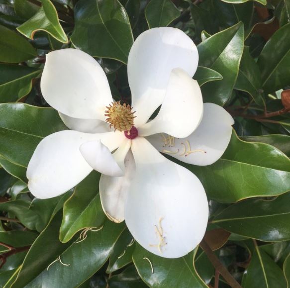 Magnolia blossom at St Francis Cottage