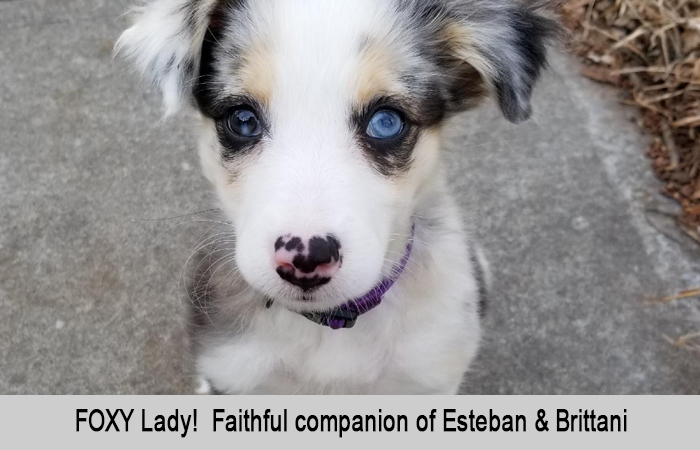 FOXY Lady - Faithful companion of Esteban and Brittani