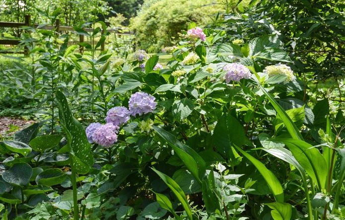 More hydrangeas at St Francis Cottage