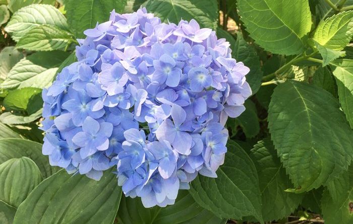 Blue hydrangeas at St Francis Cottage