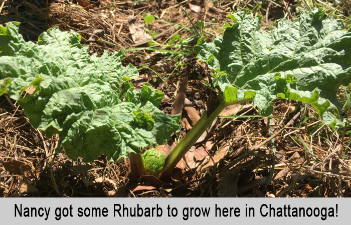 Nancy got some rhubarb to grow here in Chattanooga.