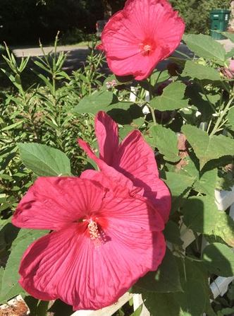 Hibiscus at St Francis Cottage