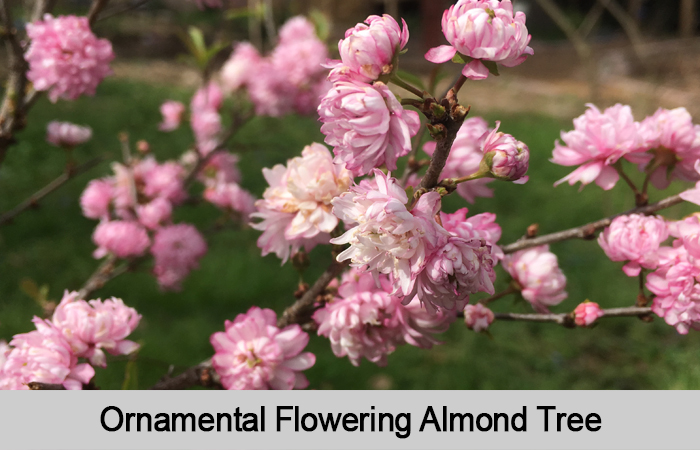 Flowering Almond Blossoms