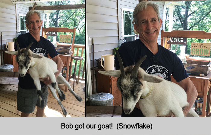 Bob got our goat! (Snowflake)