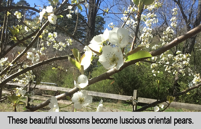 Oriental Pear Blossoms