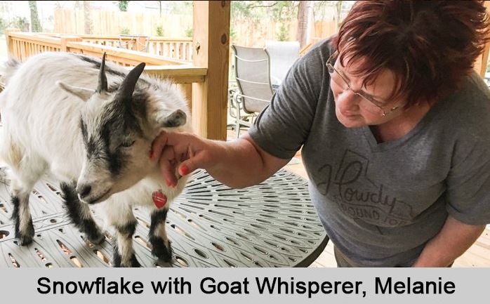 snowflake with goat whisperer, Melanie