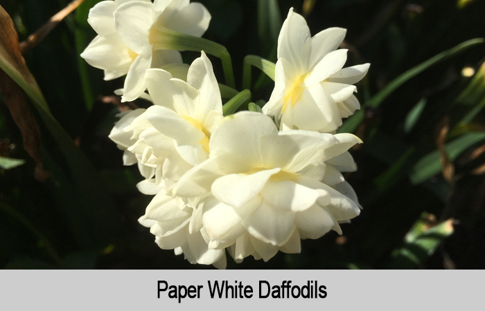Paper White daffodils