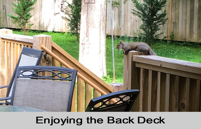 Squirrel enjoying the back deck.
