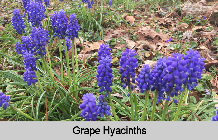 Grape Hyacinths in bloom.