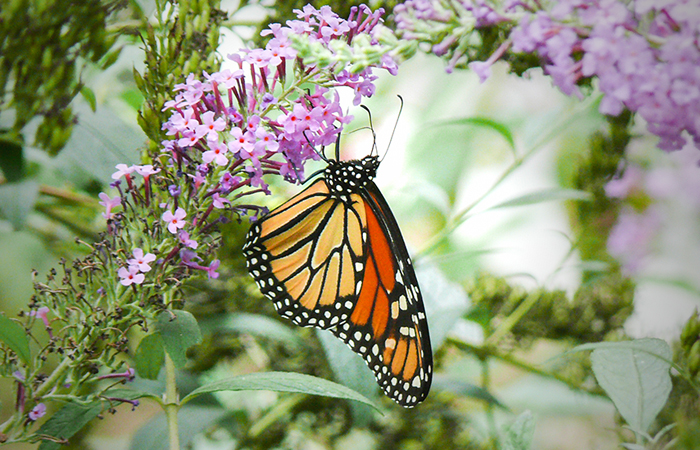 Monarch Butterfly at St Francis Cottage