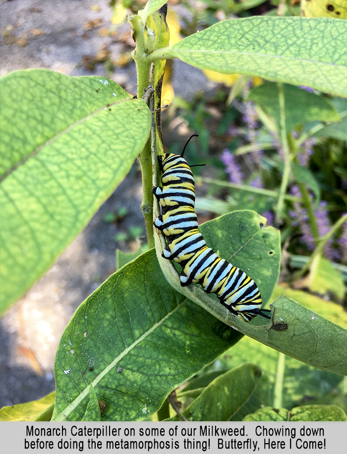 Monarch Caterpillar at St Francis Cottage