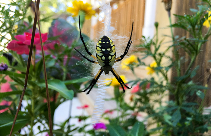Garden Spider at St Francis Cottage